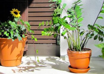Motivos para Você Ter uma Planta da Fortuna em Casa
