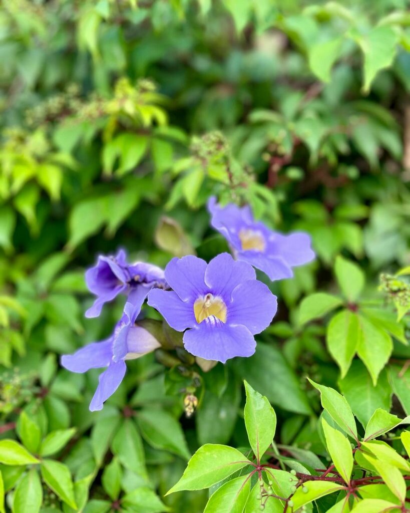 Thunbergia grandiflora: Como Cuidar da Trepadeira com Flores Ornamentais