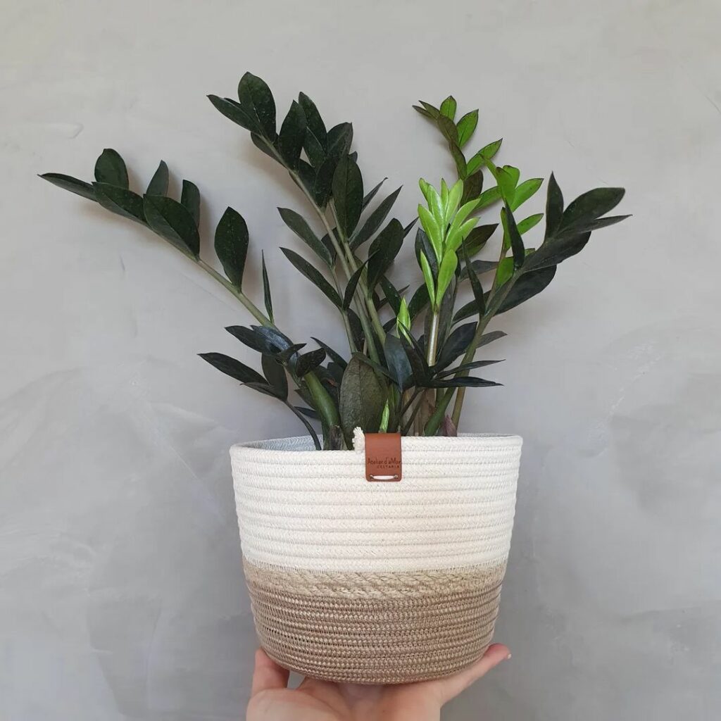 5 plantas perfeitas para ambientes com pouca luz; São fáceis de cuidar e purificam o ar.