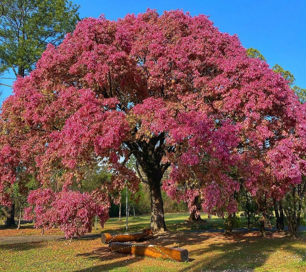 Sapucaia: a Árvore de Folhas Rosadas que Fascina pelo Ciclo de Cores