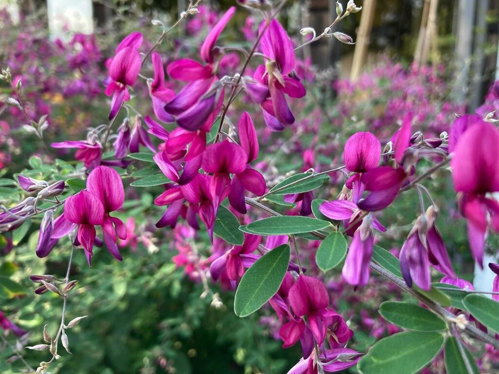 Lespedeza: O Arbusto que Transforma Espaços com Cor e Elegância