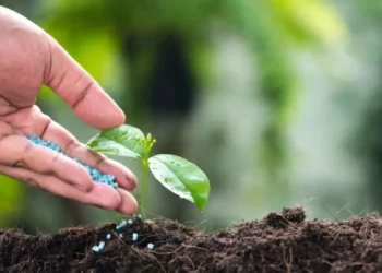 Agricultura Sustentável: Filme Biodegradável Libera Fertilizante de Forma Controlada e Se Degrada em Três Meses