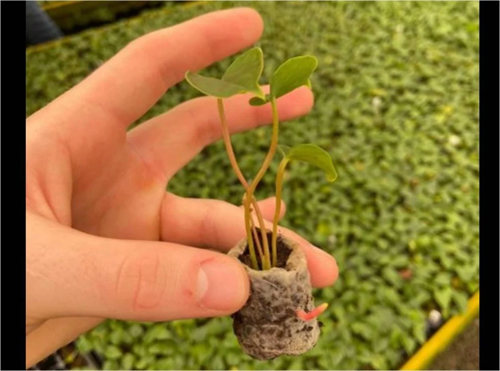 Agricultura Sustentável: Filme Biodegradável Libera Fertilizante de Forma Controlada e Se Degrada em Três Meses