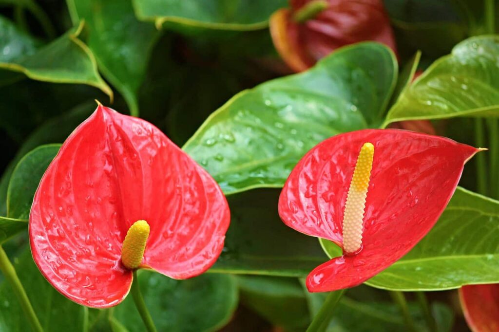 Antúrio: o segredo para cultivar flores vibrantes o ano inteiro