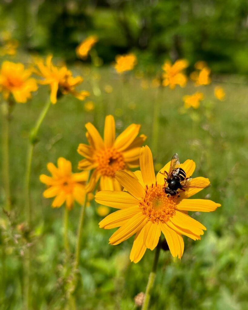 Plantas monocárpicas: a magia das espécies que florescem apenas uma vez