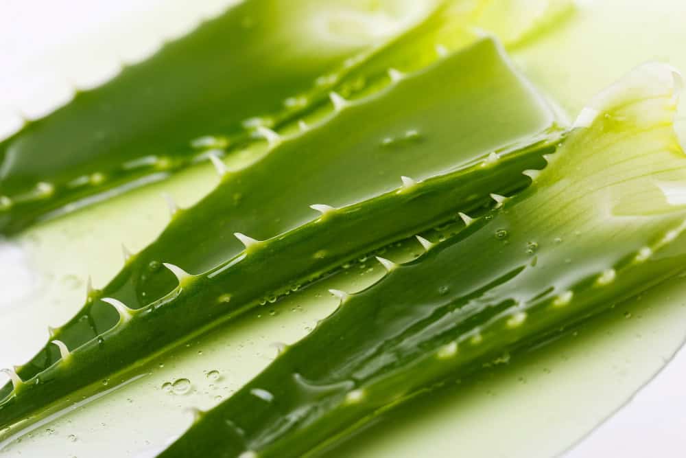 Babosa como adubo: O segredo natural para nutrir suas plantas
