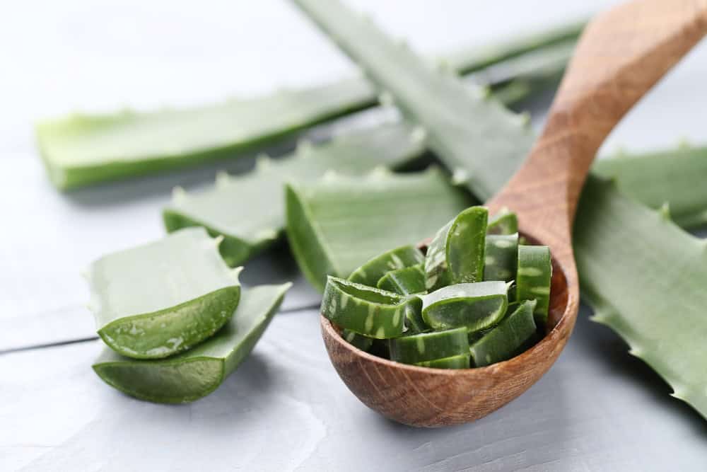 Babosa como adubo: O segredo natural para nutrir suas plantas