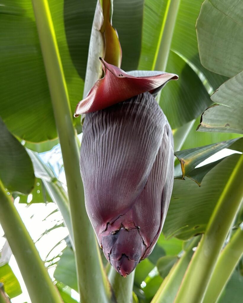 Plantas monocárpicas: a magia das espécies que florescem apenas uma vez