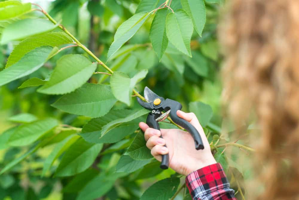 Beliscamento: Conheça a Técnica Essencial para Transformar Seu Jardim