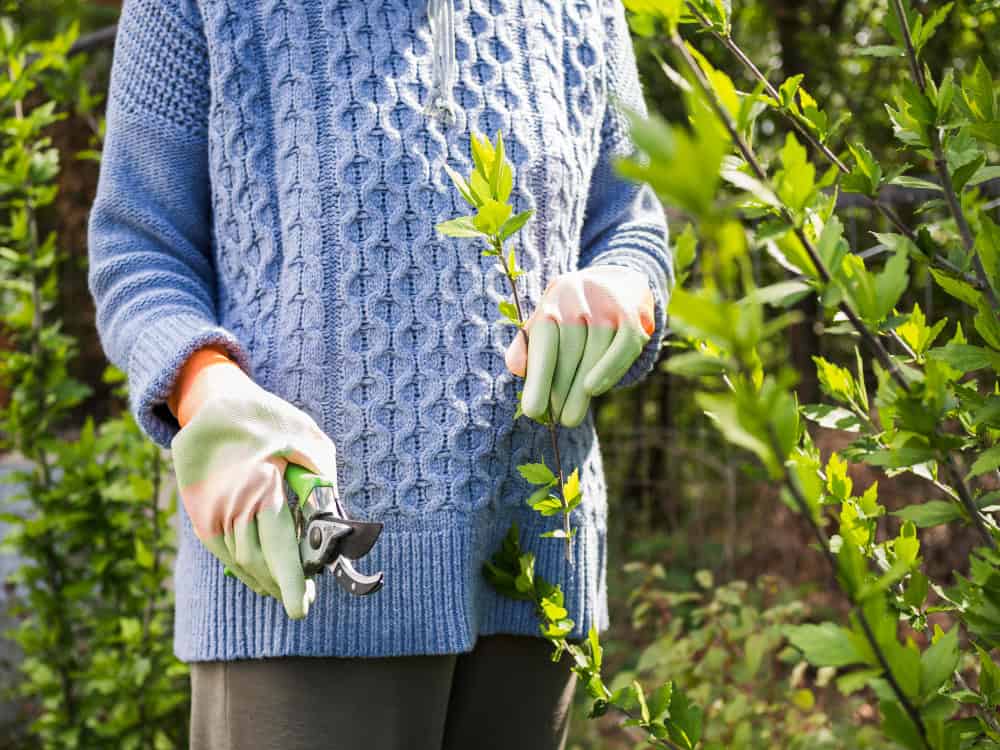Beliscamento: Conheça a Técnica Essencial para Transformar Seu Jardim