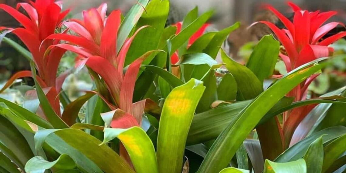 Bromélia Guzmania: Beleza e Exuberância em Seu Jardim