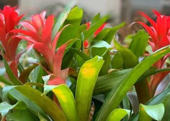 Bromélia Guzmania: Beleza e Exuberância em Seu Jardim