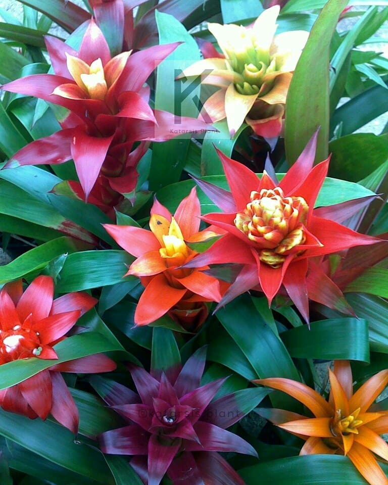 Bromélia Guzmania: Beleza e Exuberância em Seu Jardim