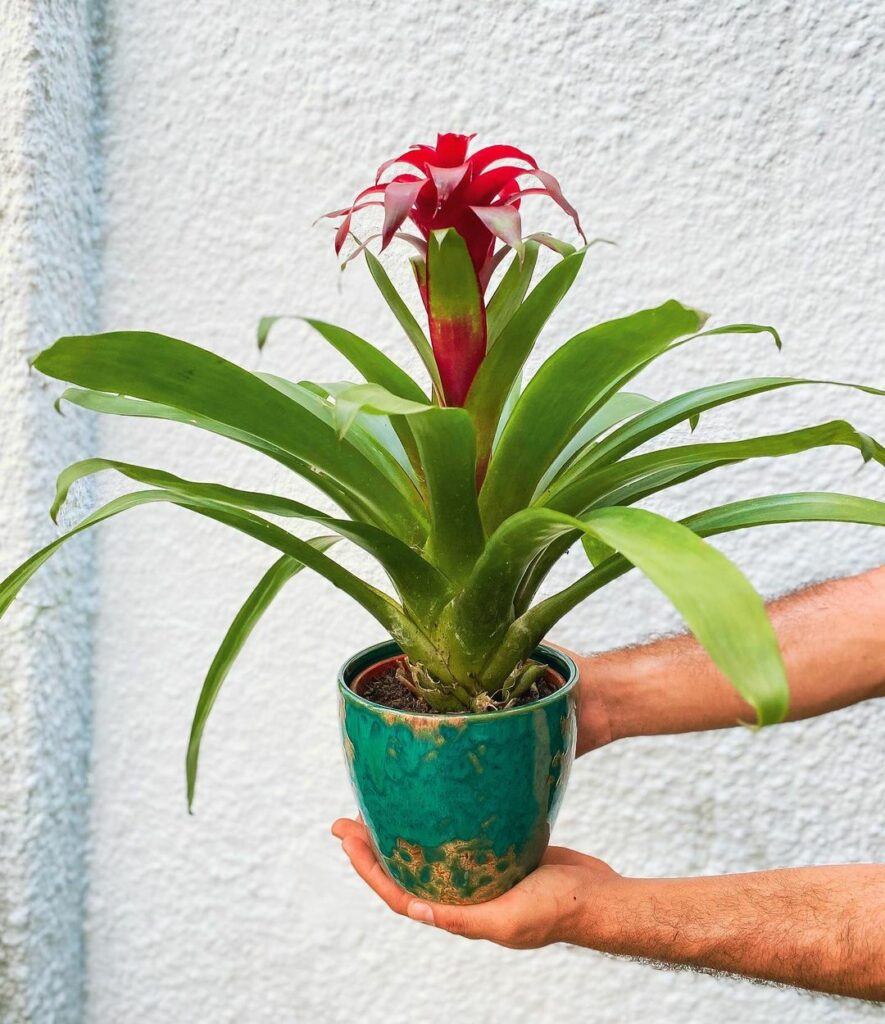 Flores que encantam dentro de casa: cinco espécies ideais para espaços iluminados