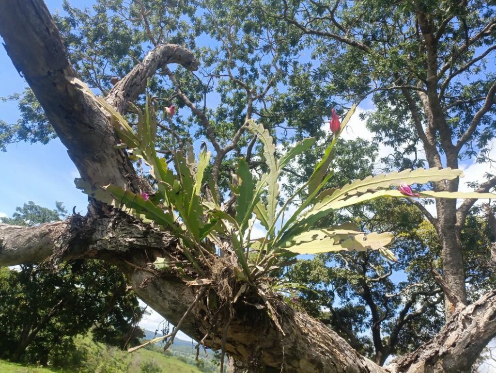 Cacto-Orquídea: Beleza Exótica em Cada Flor