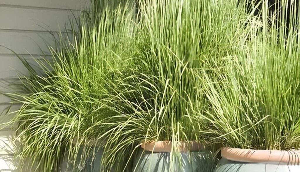 Três plantas que afastam o besouro de jardim de forma natural