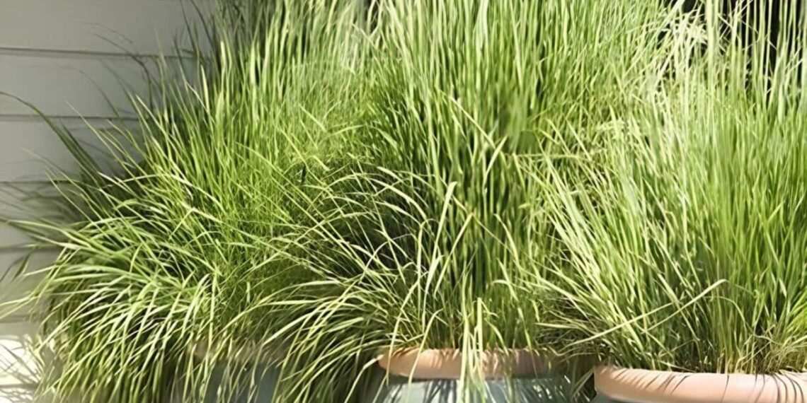 Dicas essenciais para cultivar Cidreira, Capim-Limão e Citronela; Segundo especialistas.