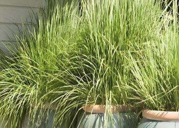 Dicas essenciais para cultivar Cidreira, Capim-Limão e Citronela; Segundo especialistas.