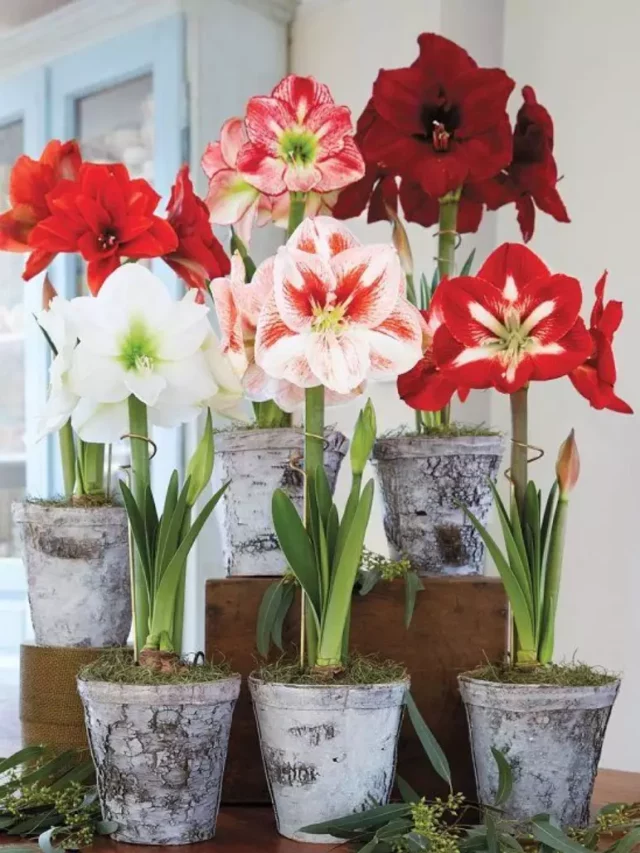 1617432302-vasos-de-amarilis-de-diferentes-tons-de-vermelho-e-branco-foto-balcony-garden-web