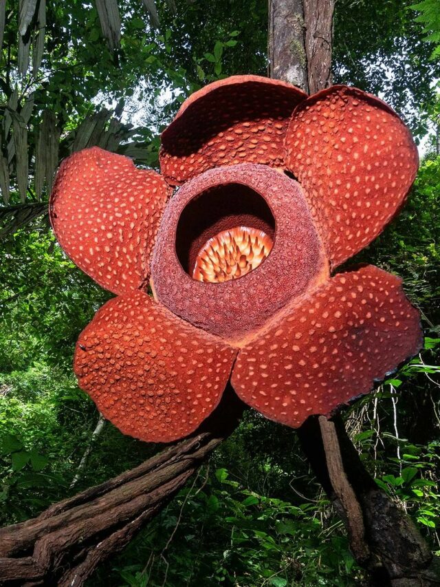 cropped-Rafflesia-arnoldii-4.jpg