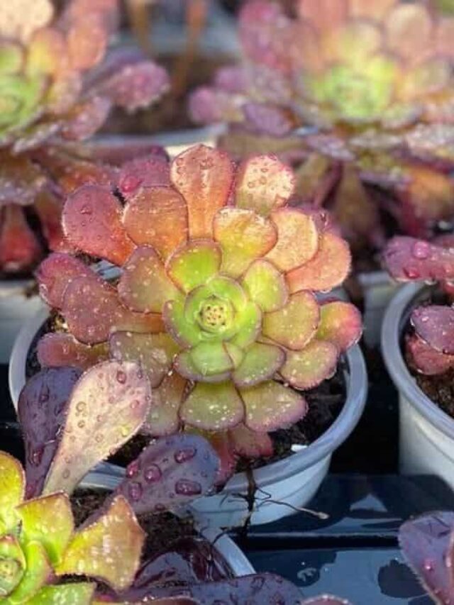 aeonium arboreum