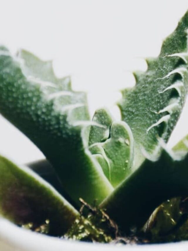 Suculenta boca de tubarão