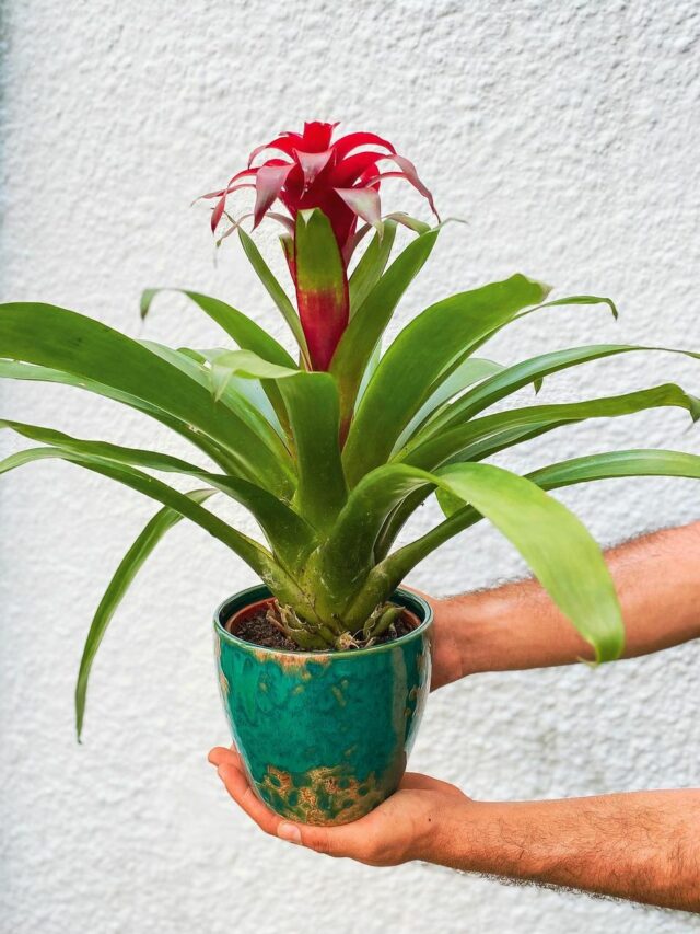 cropped-bromelia-guzmania-4.jpg
