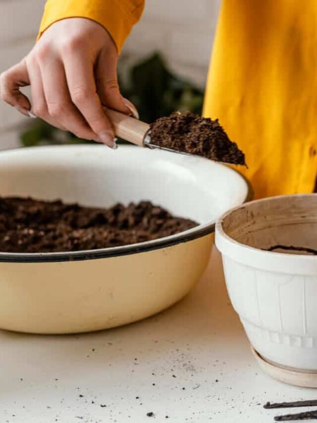 borra de cafe nas p´lantas