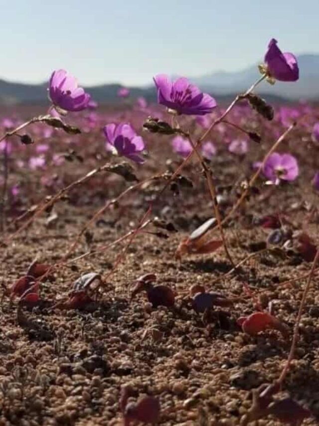 flores deserto atacama