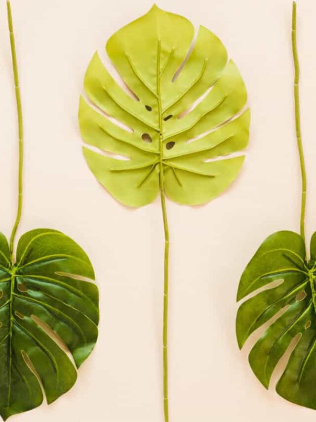 costela-de-adao amarela