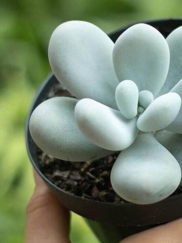 pachyphytum oviferum