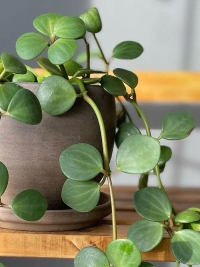 peperomia hope