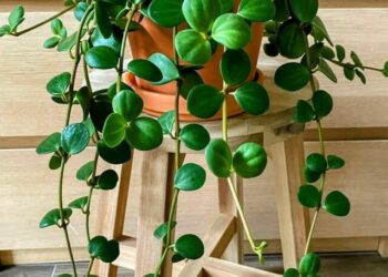 cropped-peperomia-hope-2.jpg