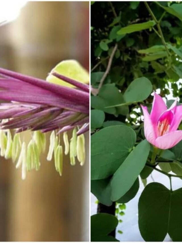 plantas monocarpicas