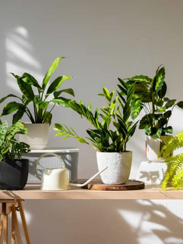 plantas que odeiam sol