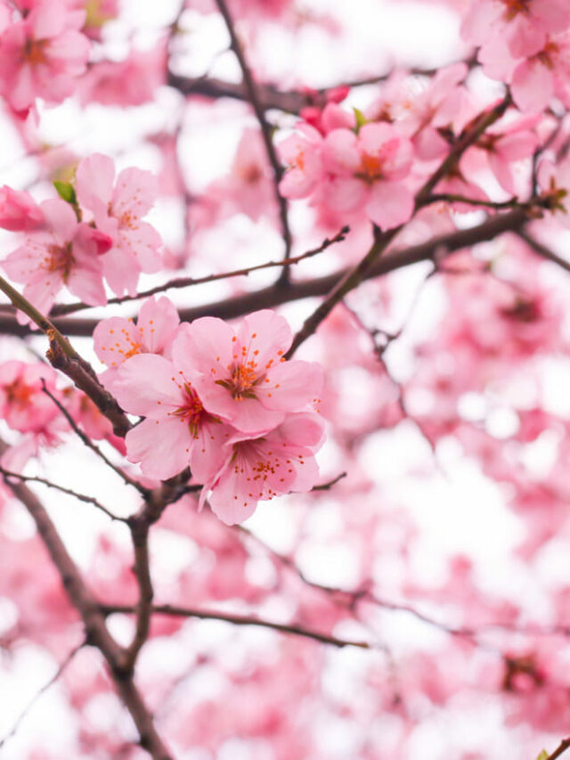 cropped-sakura-1.jpg