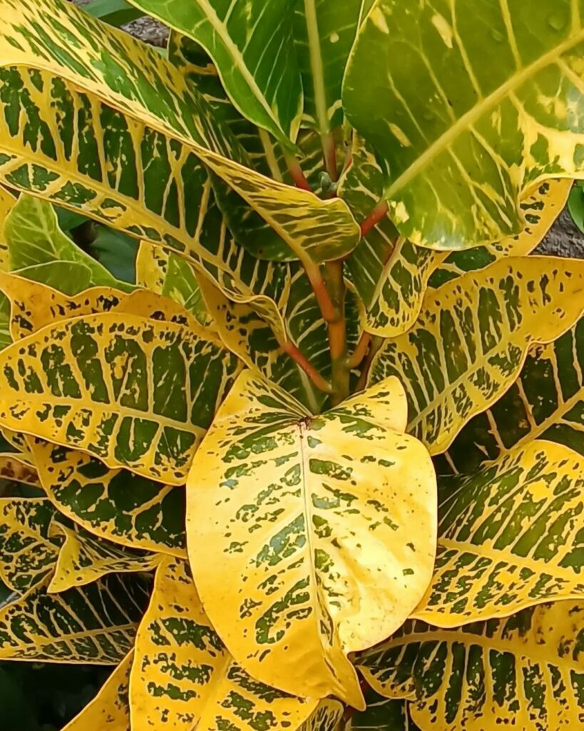 Cróton Canarinho (Codiaeum variegatum): uma planta arbustiva de folhagem exuberante.