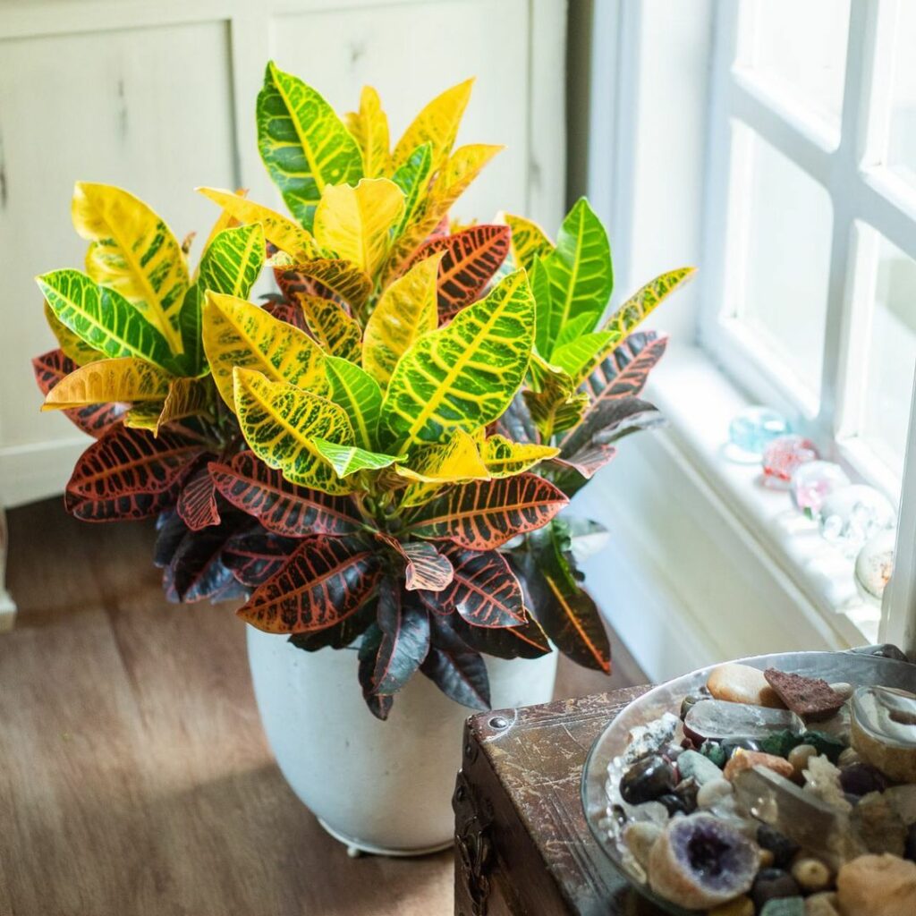 5 Plantas Encantadoras para Surpreender no Natal