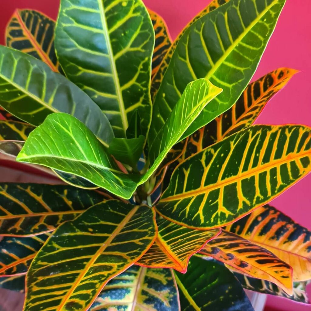 Cróton Canarinho (Codiaeum variegatum): uma planta arbustiva de folhagem exuberante.