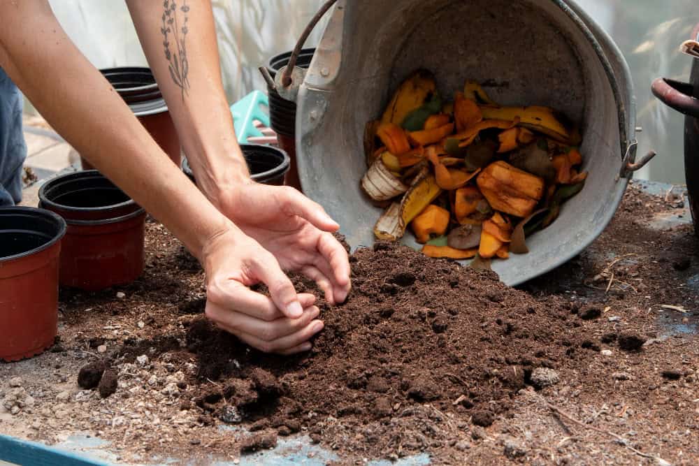 A borra de café é adubo ou vilã? Saiba como utilizá-la corretamente no jardim