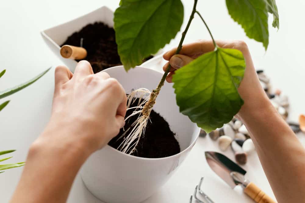 A borra de café é adubo ou vilã? Saiba como utilizá-la corretamente no jardim