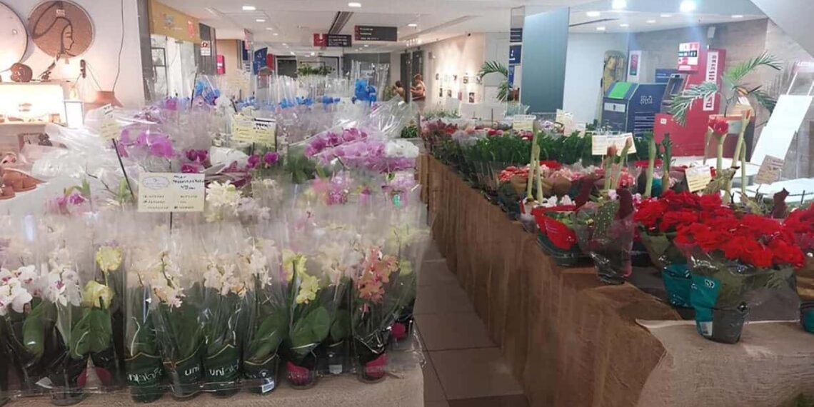 Feira de Flores de Holambra encanta visitantes até 12 de outubro