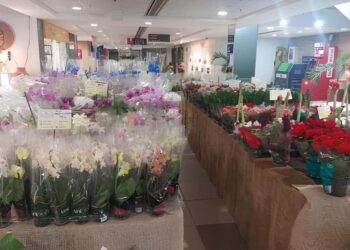 Feira de Flores de Holambra encanta visitantes até 12 de outubro