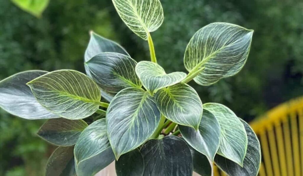 Filodendro Birkin: cuidados essenciais para uma folhagem exuberante