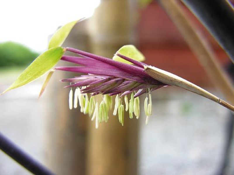 Plantas monocárpicas: a magia das espécies que florescem apenas uma vez
