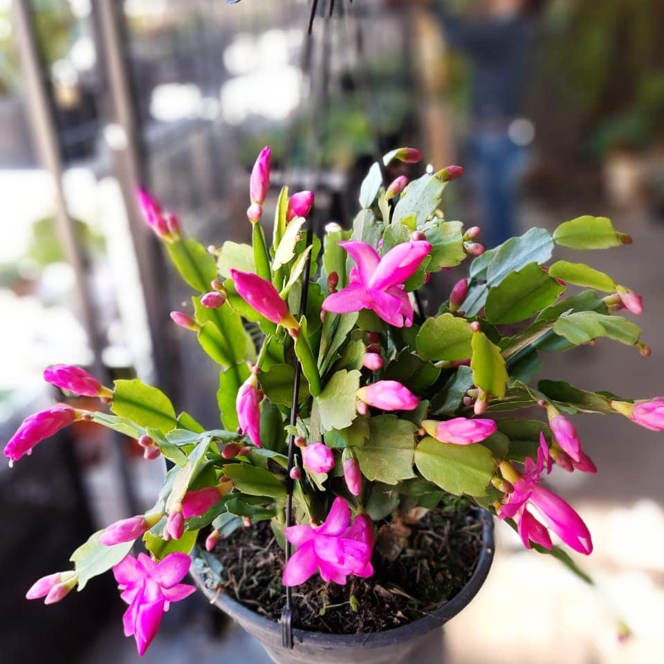 Qual flor combina com o seu signo? Descubra a planta que traduz sua essência!