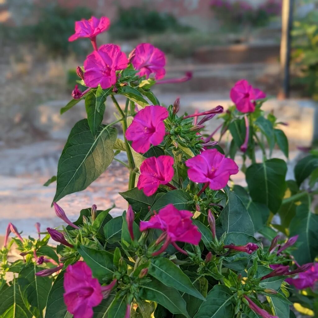 Flor Maravilha (Mirabilis jalapa): saiba como cultivar esse arbusto perene e muito florífero.