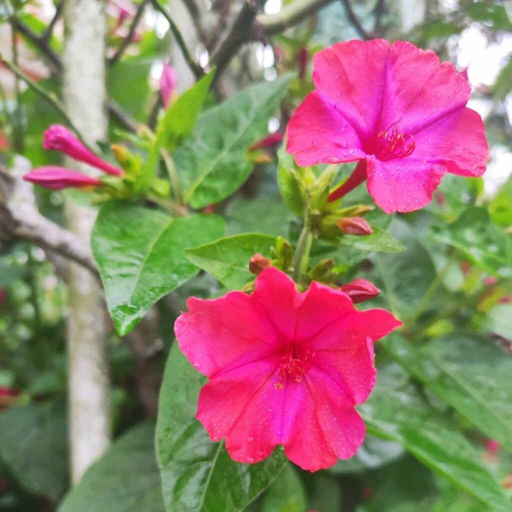 Flor Maravilha (Mirabilis jalapa): saiba como cultivar esse arbusto perene e muito florífero.