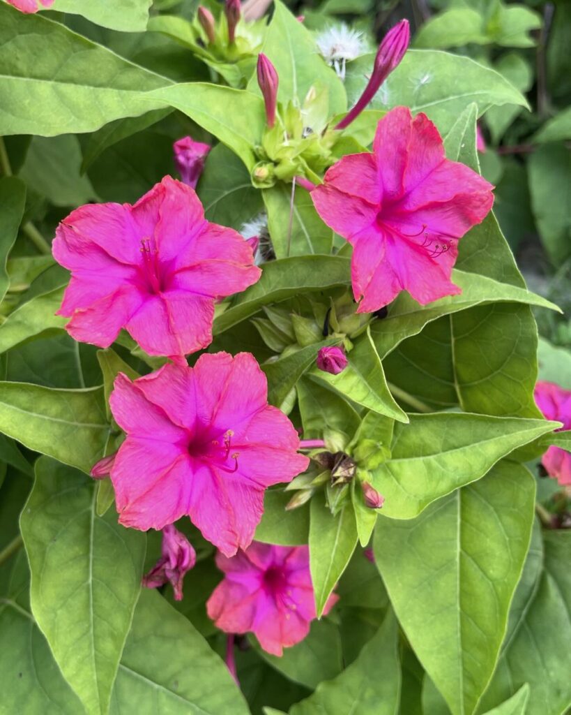 Flor Maravilha (Mirabilis jalapa): saiba como cultivar esse arbusto perene e muito florífero.