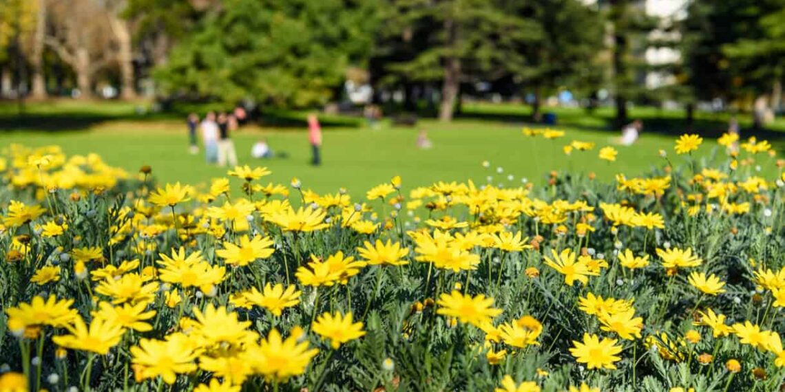 flores amarelas